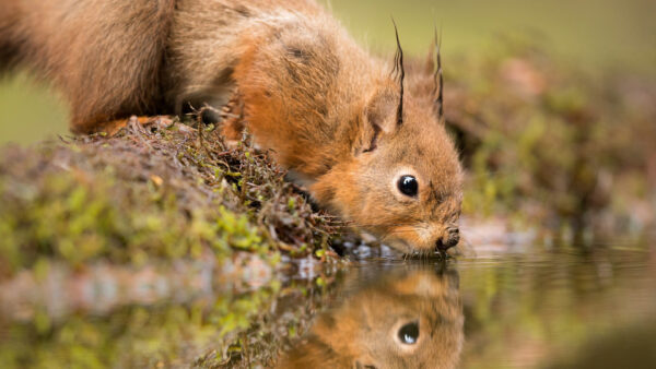 Wallpaper River, Water, Reflection, Squirrel, Drinking