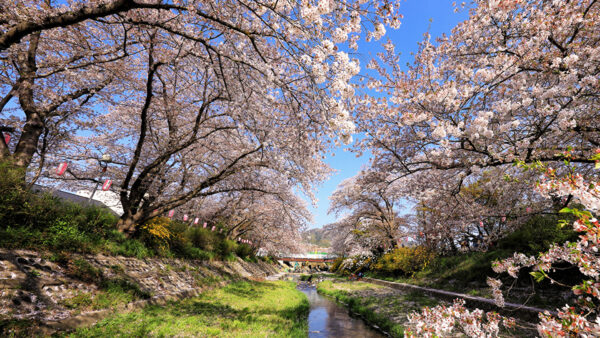 Wallpaper Blue, Field, Sky, White, Autumn, Flowers, Canal, Between, Spring, Cherry, Grass, Under, Green, Blossom