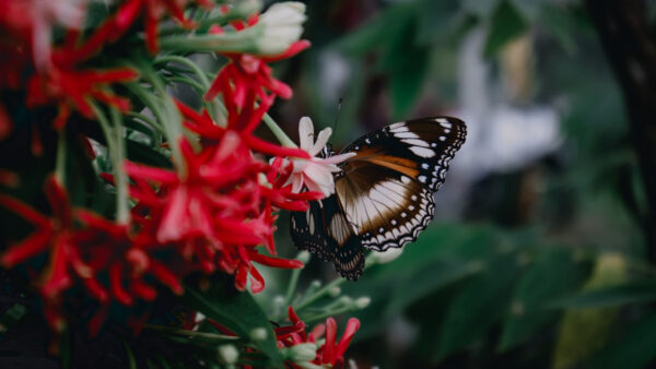 Wallpaper Brown, Dots, Lines, Red, Butterfly, Flowers, Black, White, Desktop, Design