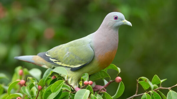 Wallpaper Birds, Fruit, Vernans, Tree, Treron, Pigeon, Branches, Bird, Green, Standing, Berry, Pink-necked