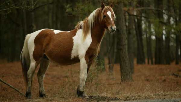 Wallpaper Background, Standing, Horse, Brown, Forest, White