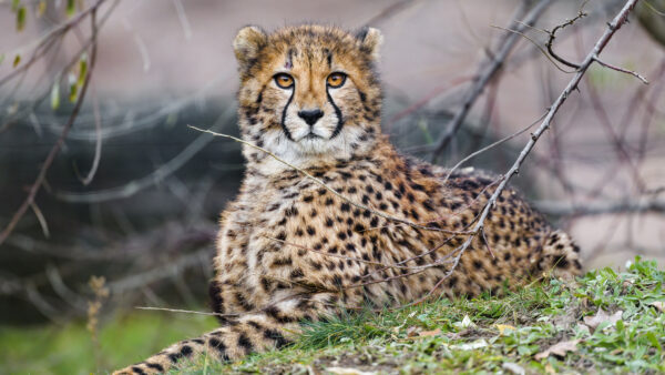 Wallpaper Down, With, Lying, Background, Branches, Green, Tree, Blur, Cheetah, Grass, Stare, Look