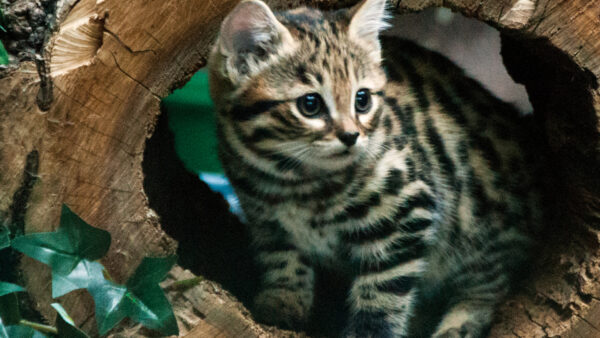 Wallpaper Kitten, Hole, Inside, Black, White, Cat, Sitting, Wood, Brown