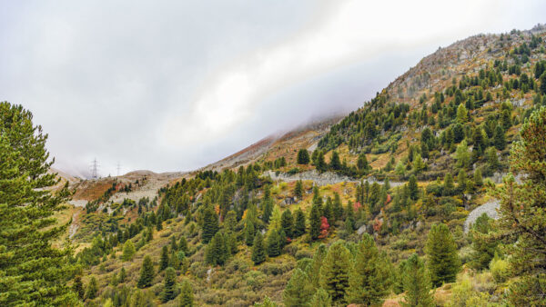 Wallpaper Trees, Nature, Fog, Sky, Bushes, Path, Spruce, Slope, Mobile, White, Mountains, Green, Clouds, Desktop