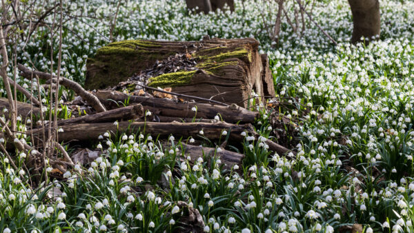 Wallpaper Nature, White, Field, Wood, Flowers, Log, Beautiful