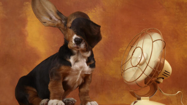 Wallpaper Face, WALL, Background, Fan, Dog, Black, Expression, Funny, Brown