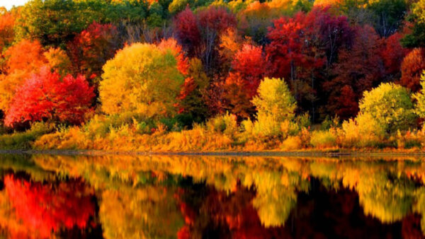Wallpaper Green, Orange, Yellow, Beautiful, Trees, Autumn, Fall, Reflection, Red, Water