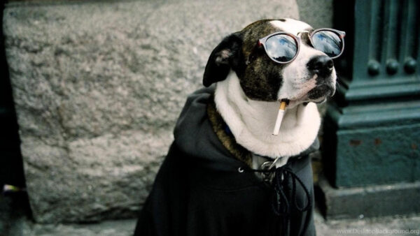 Wallpaper Glasses, Dress, Cigarette, Funny, Dog, With, Face, Black