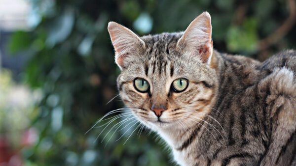 Wallpaper Brown, Bokeh, With, Black, Cat, Stare, Blur, Standing, Background, Look