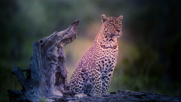 Wallpaper With, Leopard, Blur, Stare, Look, Wood, Background, Sitting