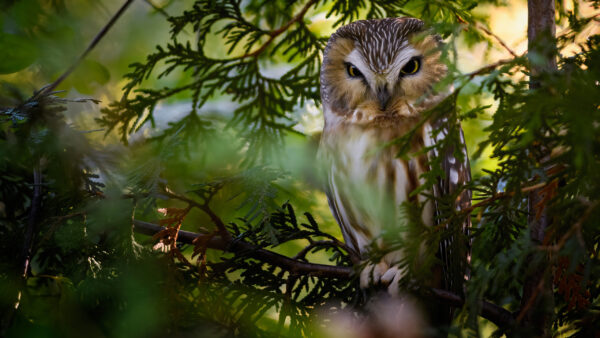 Wallpaper Tree, Stare, Branch, Sitting, With, Owl, Look, Eyes, Yellow