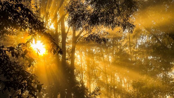 Wallpaper Forest, Trees, Sunlight, Glow, Rays, Branches, Nature