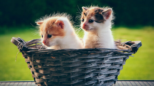 Wallpaper Basket, Cat, Two, Green, Kittens, Background, Inside, Funny