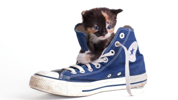 Wallpaper Shoe, Brown, Funny, Kitten, Cat, Black, Background, Blue, White, Inside
