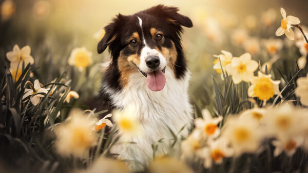 Wallpaper Sheepdog, Yellow, Sitting, Black, Field, White, Dog, Tongue, With, Out, Shetland, Flowers