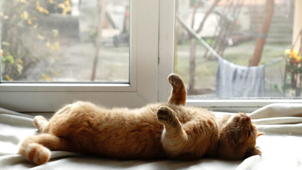 Wallpaper Cat, Window, Glass, Funny, White, Lying, Down, Near, Cloth