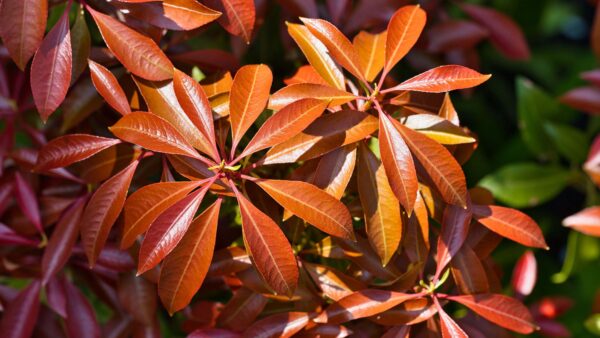 Wallpaper Leaves, Tree, Sunlight, Branches, Photography, Red, With, Macro