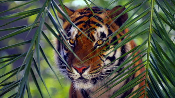 Wallpaper Near, Tiger, Leaves, Face, Look, Stare, Tree, Palm, With, Standing