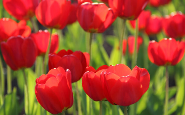 Wallpaper Tulips, Red