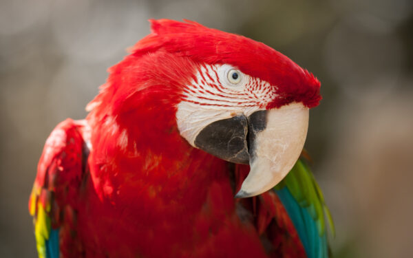 Wallpaper Red, Green, Macaw