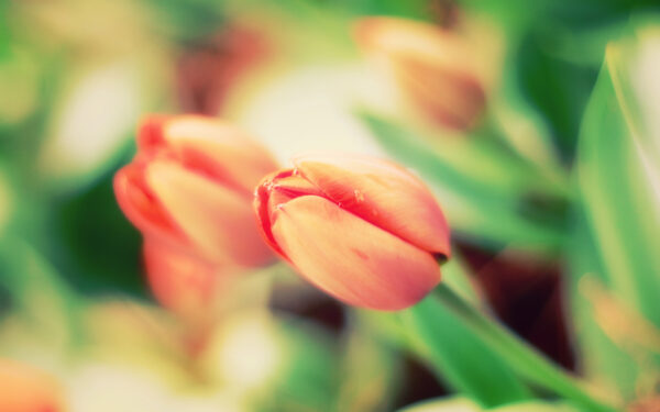 Wallpaper Tulips, Early