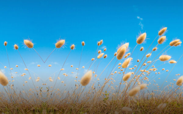 Wallpaper Stock