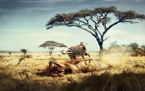 Wallpaper Zebra, Lion, Wild, Chase