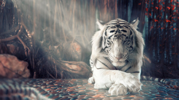 Wallpaper White, Tiger