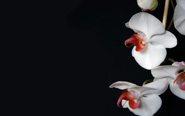 Wallpaper White, Orchid