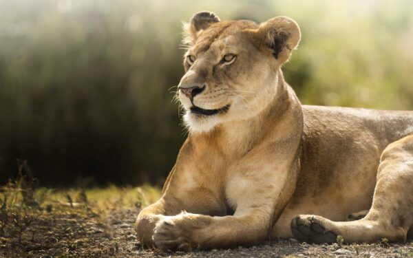 Wallpaper African, Lioness