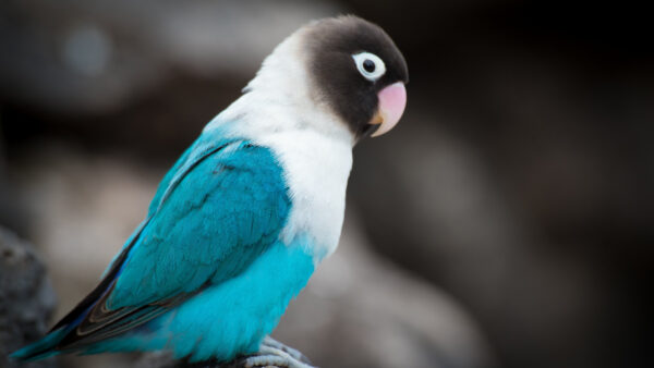 Wallpaper Background, Blue, Blur, Mobile, White, Animals, Black, Desktop, Love, Beautiful, Bird