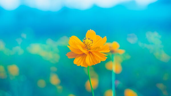 Wallpaper Flowers, Background, Mobile, Yellow, Blur, Blue, Desktop