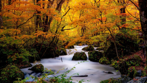 Wallpaper Stream, Nature, Desktop, Stone, Forest, Japan, Fall, During