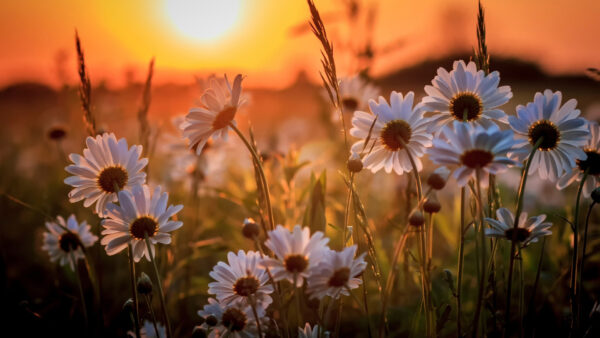 Wallpaper Sunset, Flowers, During, Spring, White, Daisy