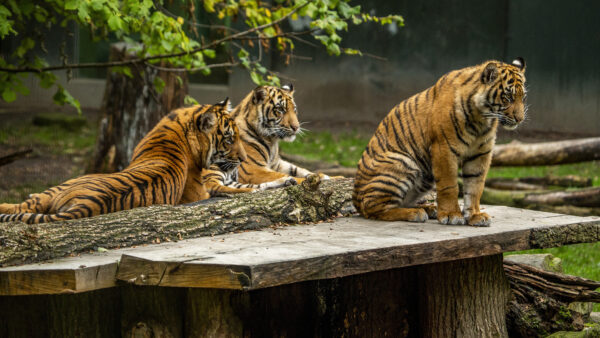 Wallpaper Animals, Tiger, Near, Water, Body, Walking, Desktop, Road