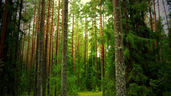 Wallpaper Height, Long, Green, Trees, Forest