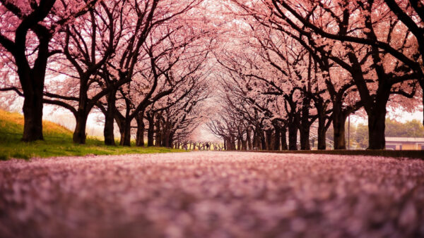Wallpaper Nature, Eye, Worms, Trees, Blossom, View, Pink