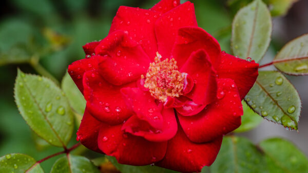 Wallpaper With, Raindrops, Red, Rose, Leaves, Flower, Flowers
