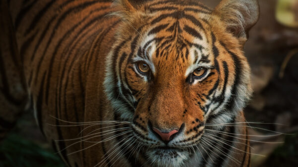 Wallpaper Water, Tiger, Walking, Road, Animals, Near, Body, Desktop