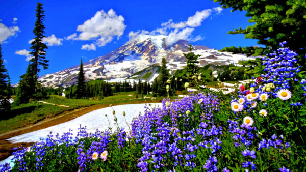 Wallpaper Covered, Flowers, Background, With, Snow, Spring, Colorful, Desktop, View, Landscape, Mountains