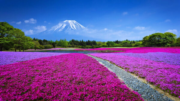 Wallpaper Japanese, View, Field, Lavender, Flowers, Pink, Beautiful