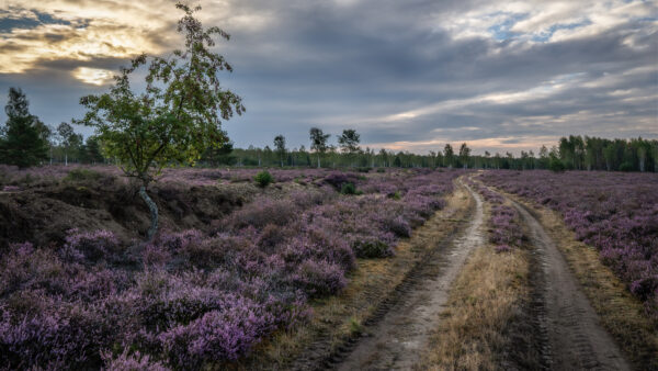 Wallpaper With, Heather, Clouds, Road, Background, Desktop, Mobile, Nature, Meadow