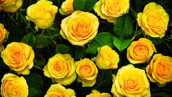 Wallpaper Flowers, Green, Leaves, Rose, Yellow, Desktop, Mobile, Plants