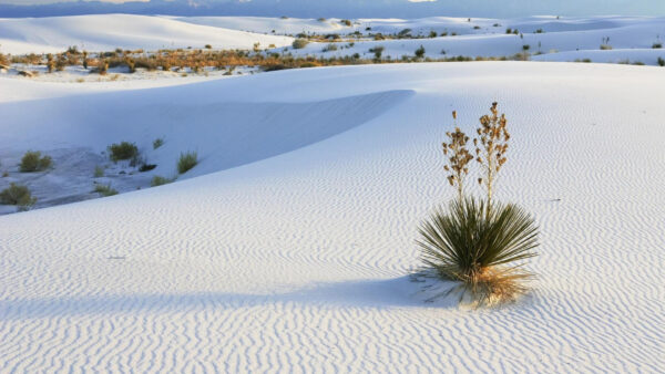 Wallpaper Sand, Scenery, Nature, Bushes, Desert, Dune, White, Plants