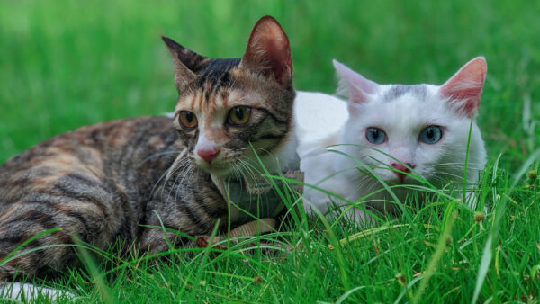 Wallpaper And, Are, Green, With, Grass, White, Cat, Desktop, Eyes, Blue, Sitting, Brown