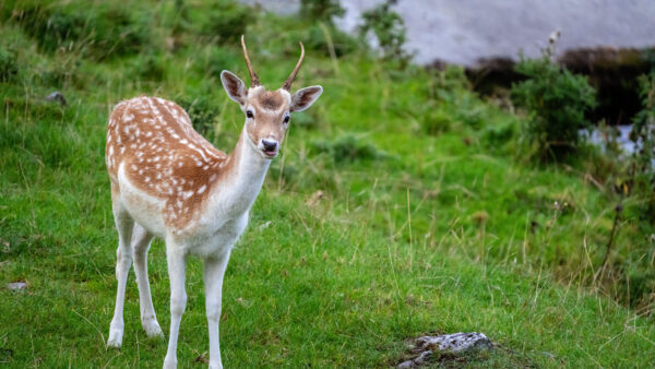 Wallpaper Standing, Deer, Grass, Desktop, Background, Mobile, Antlers, Bushes, Green