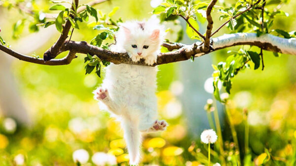 Wallpaper Hanging, Blur, Yellow, White, Cat, Background, Tree, Flowers, Branch, Kitten