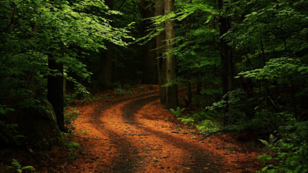 Wallpaper Forest, Sand, Green, Between, Leafed, Trees, Road