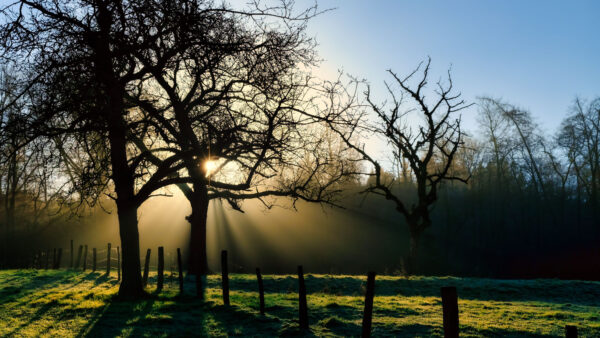 Wallpaper Fence, Sky, View, Landscape, Tree, Branches, Desktop, Field, Grass, Mobile, Nature, Rays, Sunrise, Background