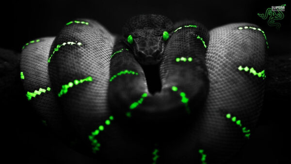 Wallpaper Logo, With, Black, Snake, Background, Razer, Python, Desktop